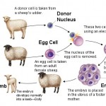 The process of animal cloning , 7 Learn Genetics Cloning In Genetics Category