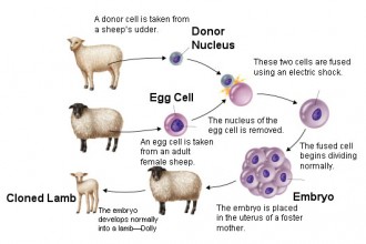 The Process Of Animal Cloning , 7 Learn Genetics Cloning In Genetics Category
