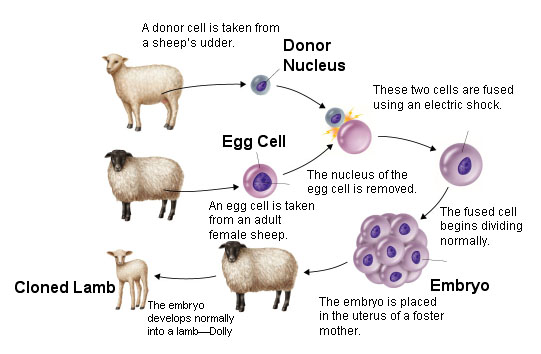 Genetics , 7 Learn Genetics Cloning : The Process Of Animal Cloning
