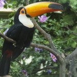 Toco Toucan Bird , 6 Toucan Facts For Kids In Birds Category