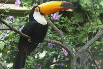 Toco Toucan Bird in Butterfly
