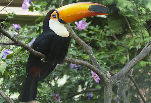 Birds , 6 Toucan Facts For Kids : Toco Toucan Bird