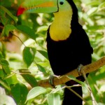 Toucan , 6 Facts About Toucans In Birds Category