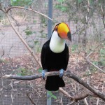 Toucan Diet , 6 Toucan Facts For Kids In Birds Category