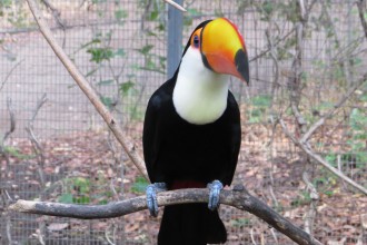 Toucan Diet , 6 Toucan Facts For Kids In Birds Category