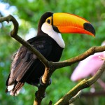 Toucan Facts , 6 Facts About Toucans In Birds Category