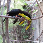 Toucan Photo , 6 Toucan Facts For Kids In Birds Category