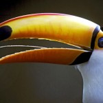  Toucan Pictures , 6 Facts About Toucans In Birds Category