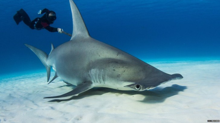 pisces , 6 Facts About Hammerhead Sharks : Tracking Hammerheads