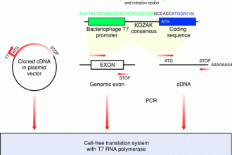 Transcription and Translation In Vitro in Cell