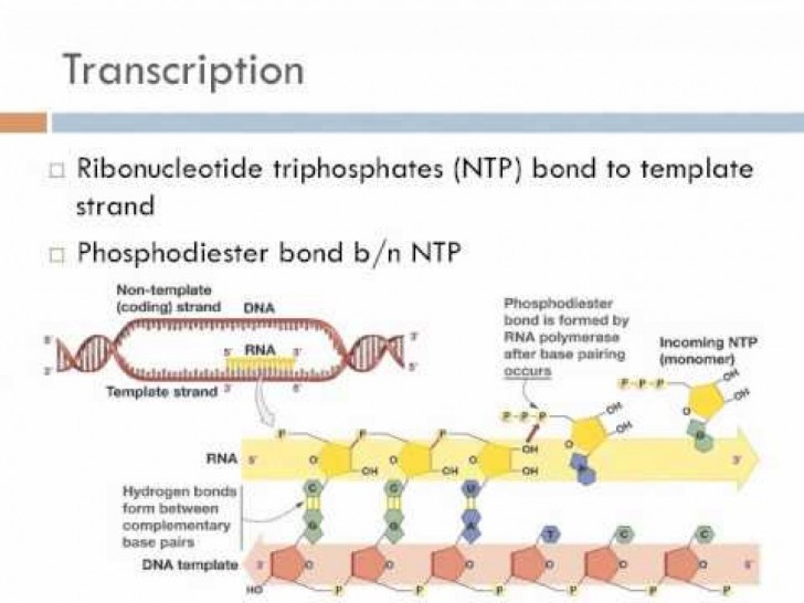Genetics , 6 Transcription Translation Test : Translation Of Mrna To Protein