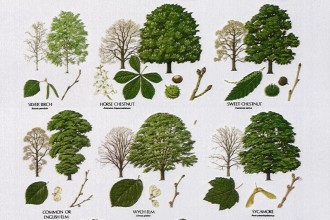 Tree Leaf Names , 7 Leaf Tree Id Key Review In Plants Category