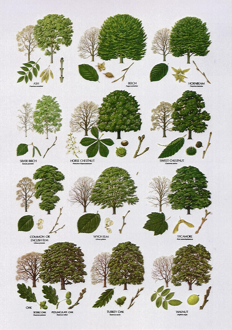 Different Types Of Tree Leaves Chart