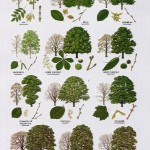 Tree Leaf Names , 3 British Tree Leaf Identification Keys In Plants Category