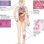 Types of Tissue , 5 Main Tissue Types Found In The Human Body In Cell Category