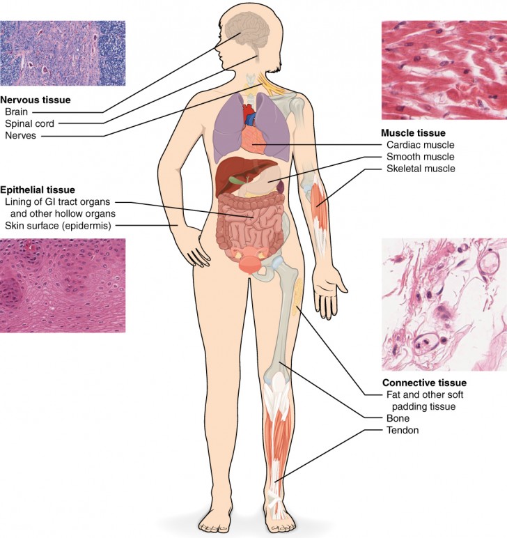 Cell , 5 Main Tissue Types Found In The Human Body : Types Of Tissue
