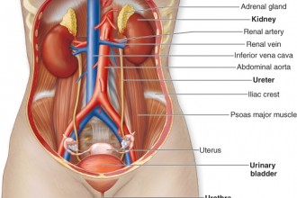 Urinary System Functions in Spider