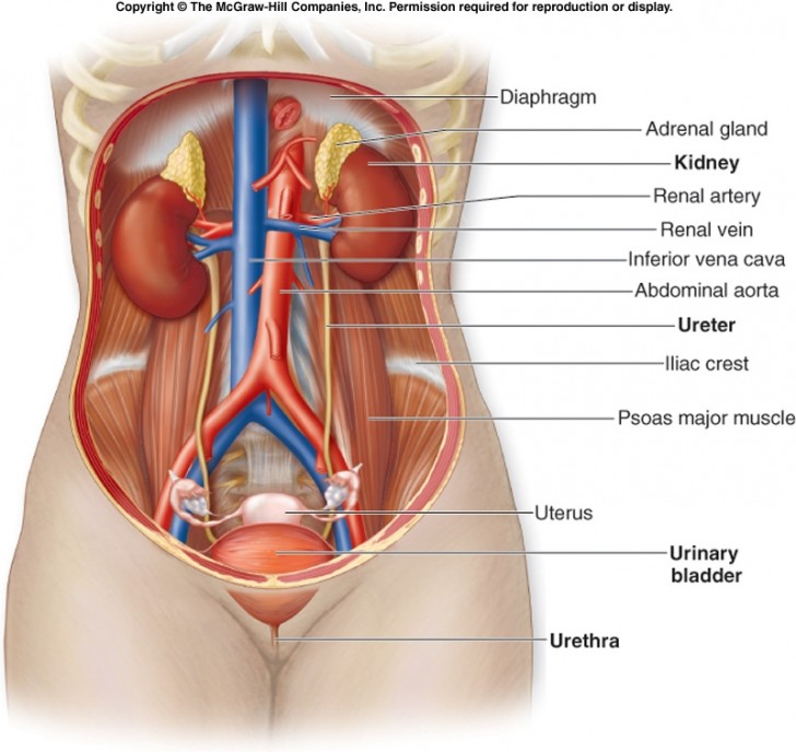 Organ , 5 Urinary System Pictures : Urinary System Functions