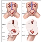 Urinary System Labeled Pictures , 5 Urinary System Pictures In Organ Category