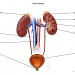 Urinary system with labels , 5 Urinary System Pictures In Organ Category