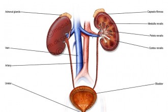 Urinary System With Labels , 5 Urinary System Pictures In Organ Category