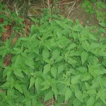 Urtica dioica , 6 Stinging Nettle Leaf Benefits In Plants Category