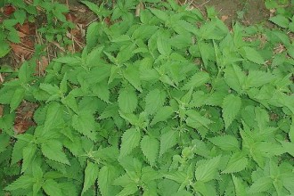 Urtica Dioica , 6 Stinging Nettle Leaf Benefits In Plants Category