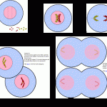 Virtual Cell Biology Lab , 6 Virtual Cell Lab In Cell Category