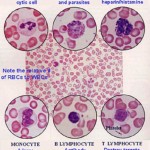 White Blood Cell Types , 5 Types Of White Blood Cells Pictures In Cell Category