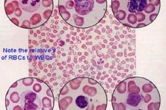 White Blood Cell Types in Mammalia