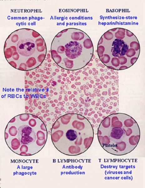 Cell , 5 Types Of White Blood Cells Pictures : White Blood Cell Types