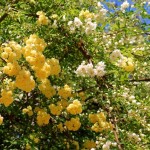 Wild Banksian Yellow Roses , 8 Pruning Wild Roses In Plants Category