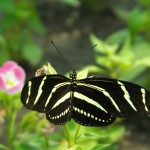 Zebra Longwing Butterfly Facts , 5 Zebra Longwing Butterfly Facts In Butterfly Category