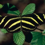 Zebra Longwing Butterfly Florida , 5 Zebra Longwing Butterfly Facts In Butterfly Category