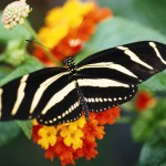 Zebra Longwing Butterfly Picture , 5 Zebra Longwing Butterfly Facts In Butterfly Category
