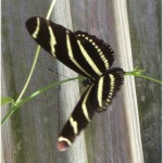 Zebra Longwing Butterfly picture , 6 Zebra Longwing Butterfly Predators In Butterfly Category