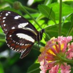 Zebra Longwing butterfly images , 5 Zebra Longwing Butterfly Facts In Butterfly Category