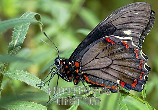 Zebra Longwing butterfly