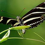 Zebra longwing is laying golden egg on the young leaves , 6 Zebra Longwing Butterfly Laying Eggs Photo In Butterfly Category