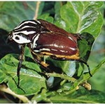 a Goliath beetle , 6 Goliath Beetle Facts In Beetles Category