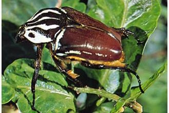 A Goliath Beetle , 6 Goliath Beetle Facts In Beetles Category