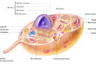 A Animal Cell Diagram Not All Animal Cell , 8 Picture Animals Do Not Have Cell Walls In Cell Category