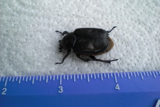 A Beetle Identification , 6 Beetle Bugs Identification In Bug Category