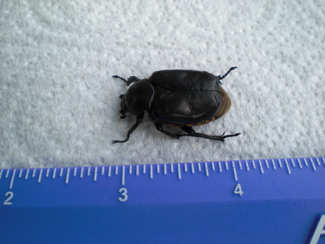 Bug , 6 Beetle Bugs Identification : A Beetle Identification