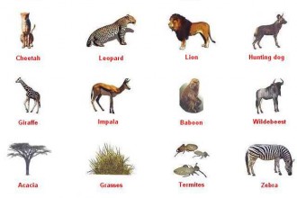 African Web Base , 6 African Savanna Food Webs In Ecosystem Category