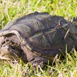 alligator snapping turtle facts , 6 Alligator Snapping Turtle Facts In Reptiles Category