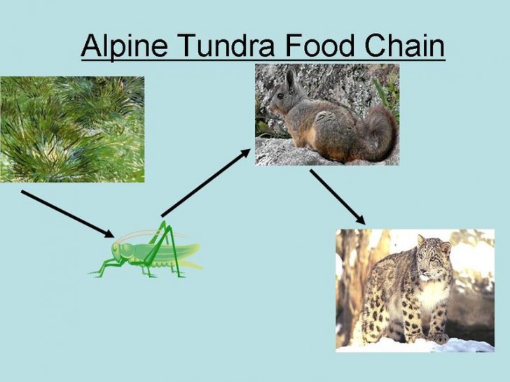Biome , 6 Tundra Biome Facts : Alpine Tundra