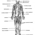 anatomy and physiology course , 8 Physiology Class In Organ Category