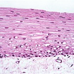 anatomy histology , 6 Photos Of Anatomy Histology In Cell Category