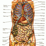 anatomy of human body , 6 Pictures Of Organ Systems In Organ Category